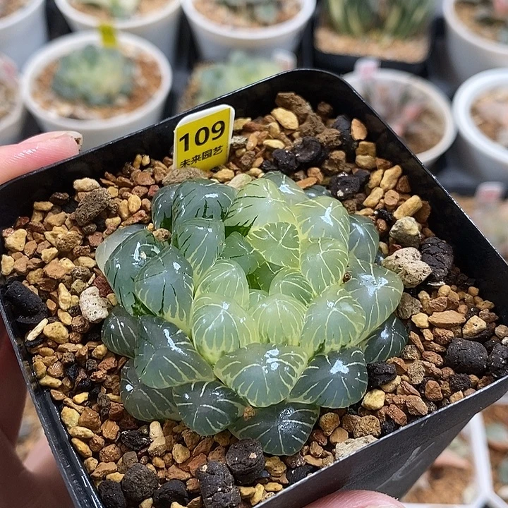 109实生湖斑湖水玉露锦一物一拍