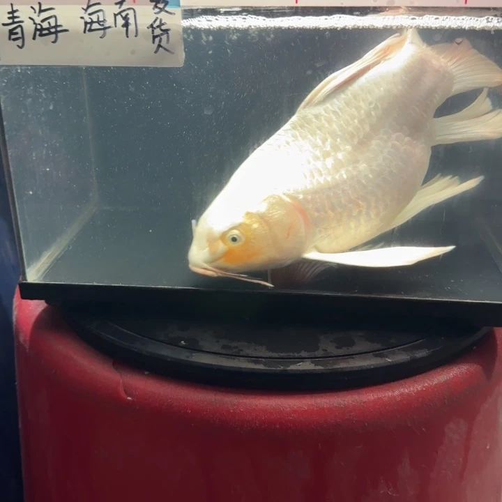 蝴蝶鲤鱼蝴蝶鲤158