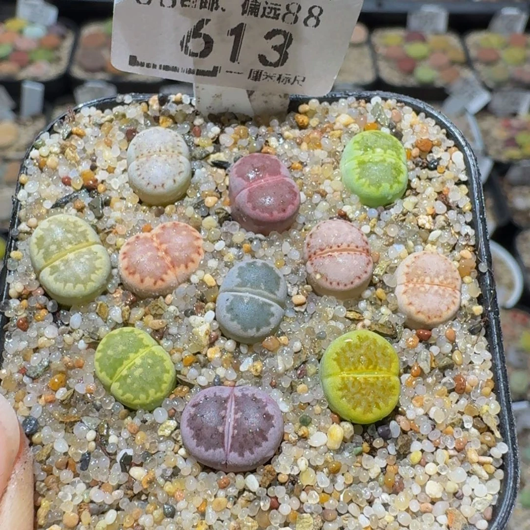 Sssss精品生石花613
