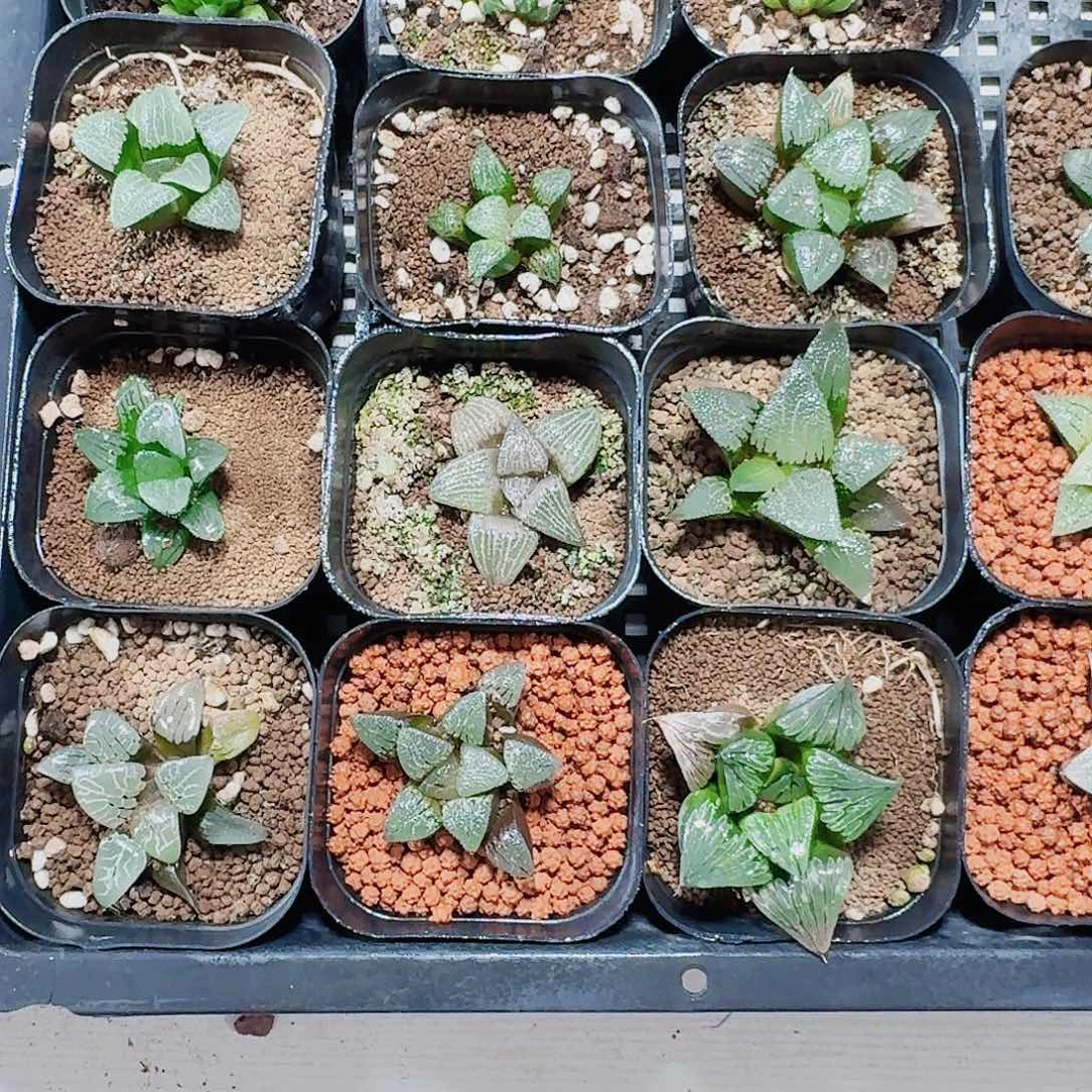十二卷实生特选福利10颗