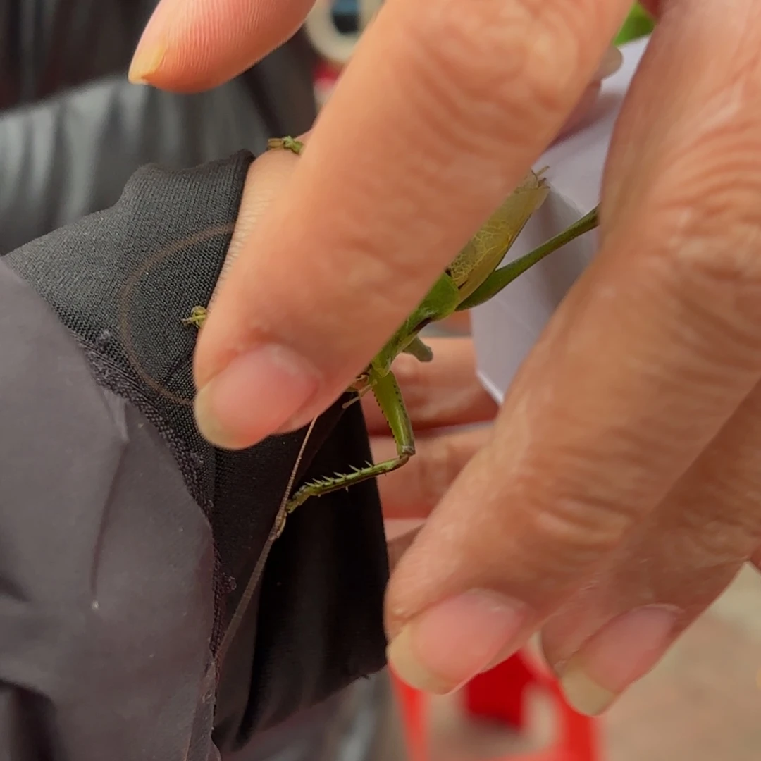 圆***堂蝈蝈蝈蝈福福价格