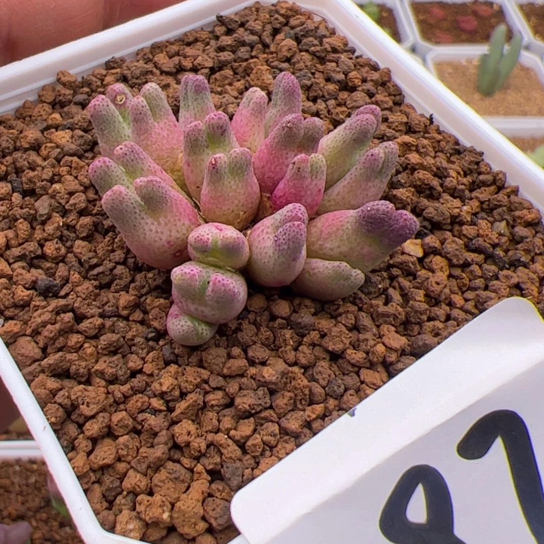 6.1斑马多肉植物97