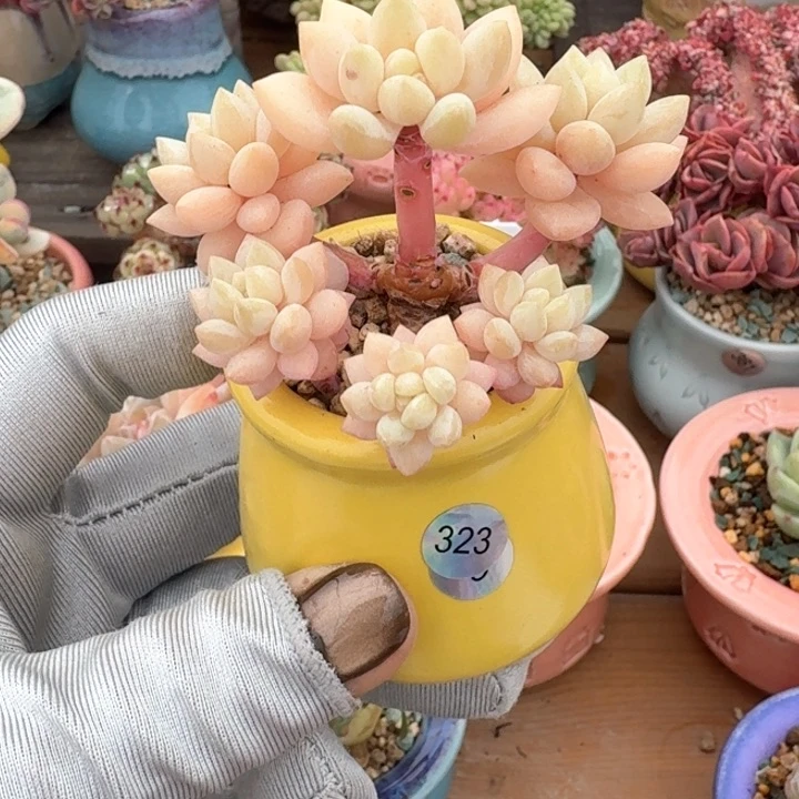 323 多肉含盆土发货 30元包邮 除偏远