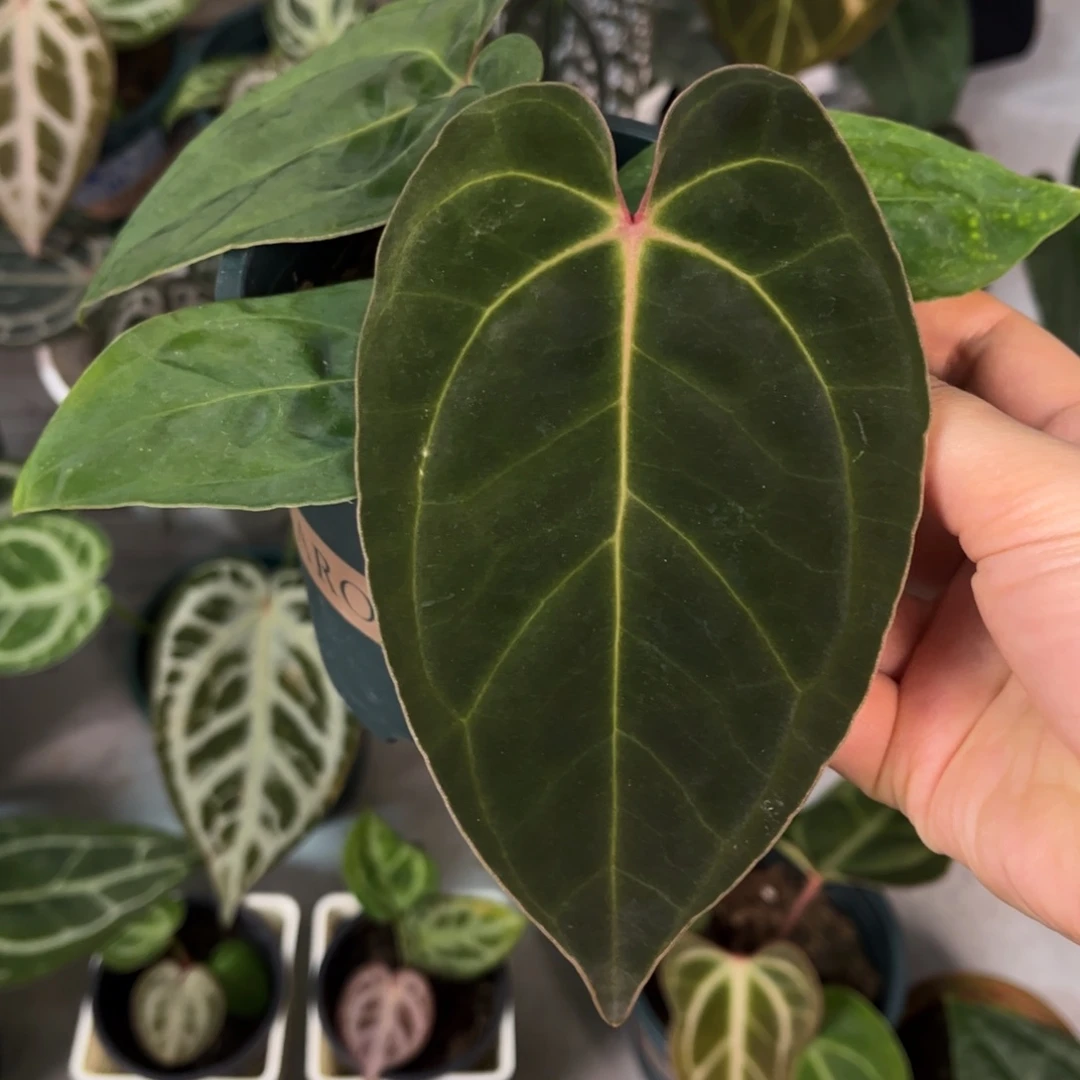 无花朵008 贝斯杂加通湖