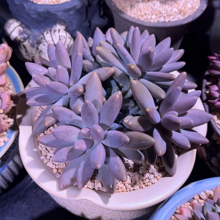 胖yanhua 11头 一物一拍