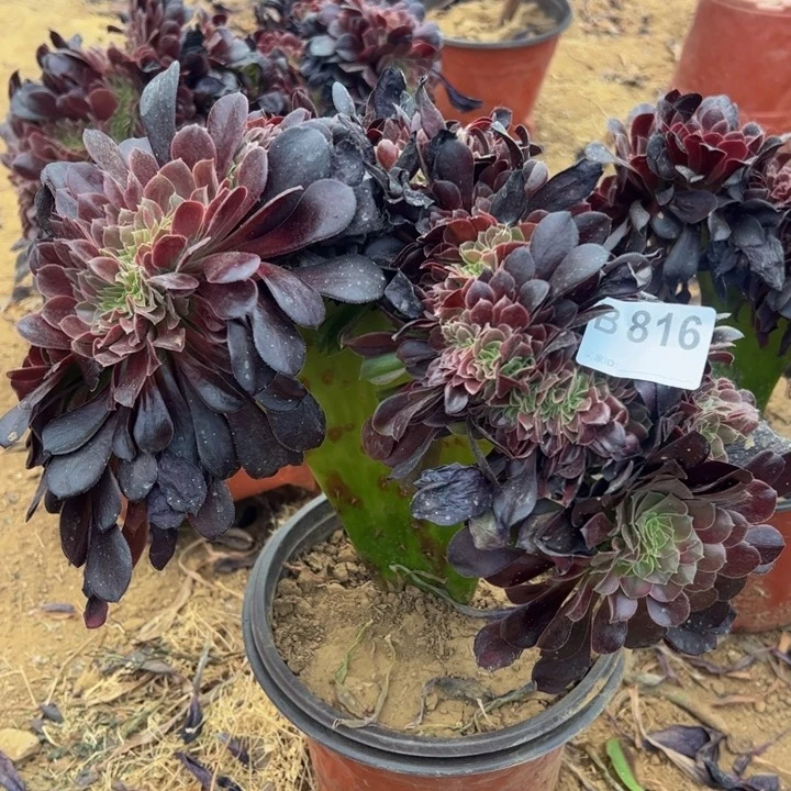 欧缀多肉植物816