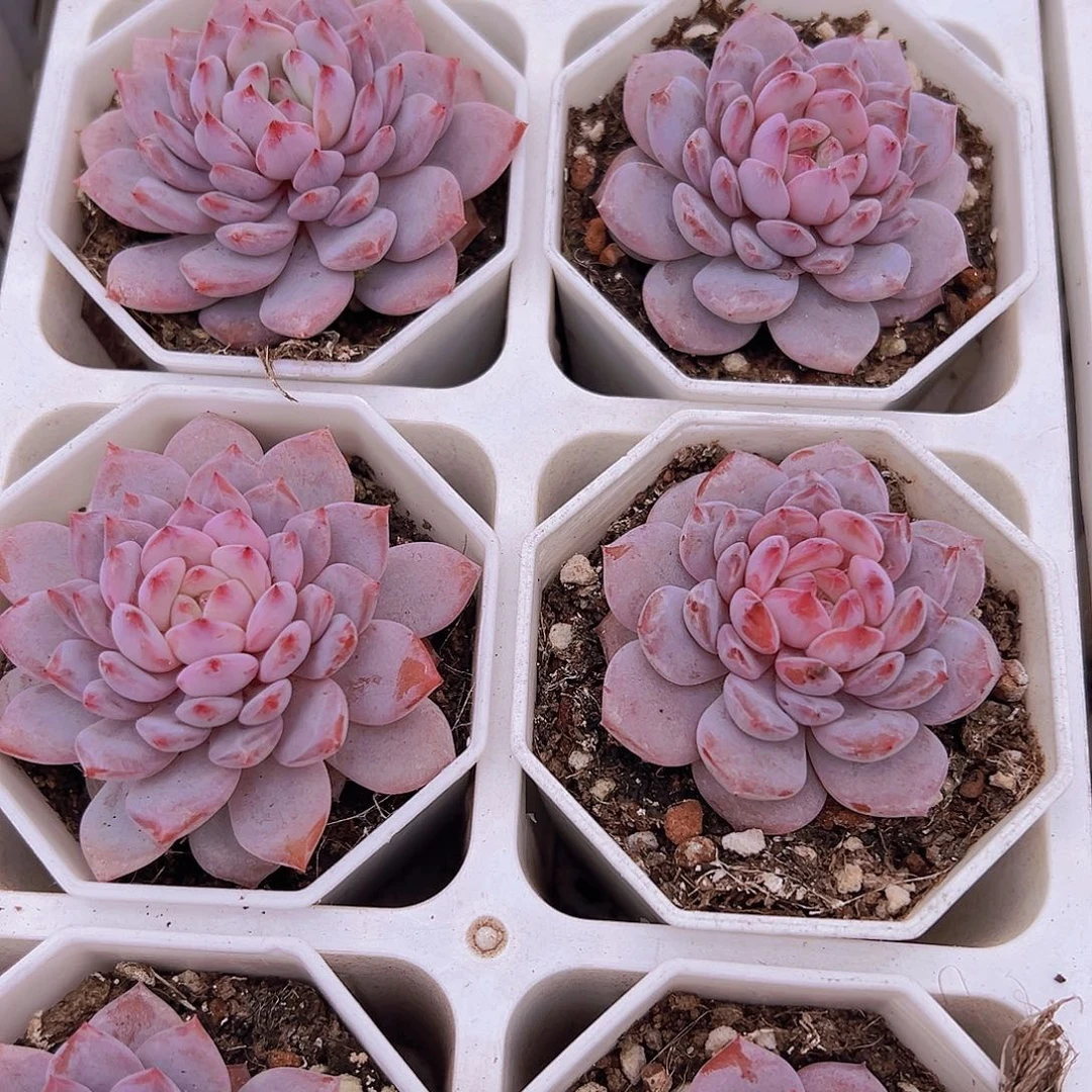 精品星星橙2颗多肉植物