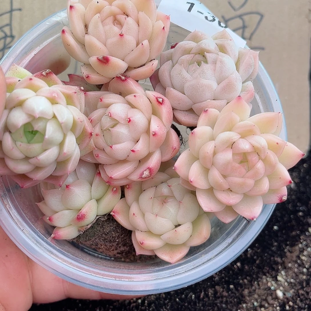 1-36 新疆西藏内蒙不发12.8包邮2-3公分多肉