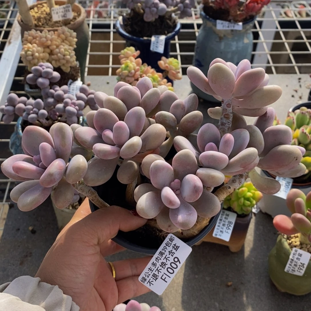 桃蛋09/10cm多肉