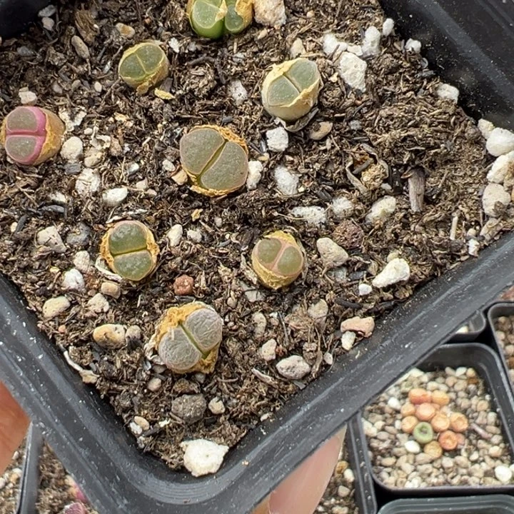 463号11111111111111