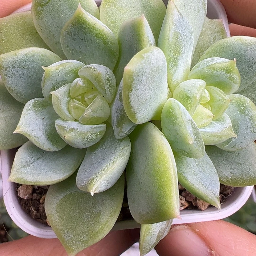 双头大白昼。
