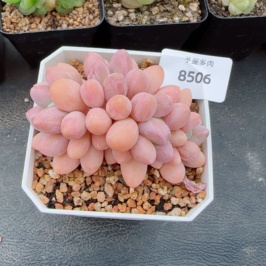 汤圆无砍，8506多肉植物