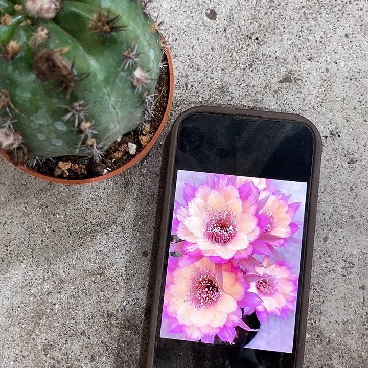 极光丽花，2578900