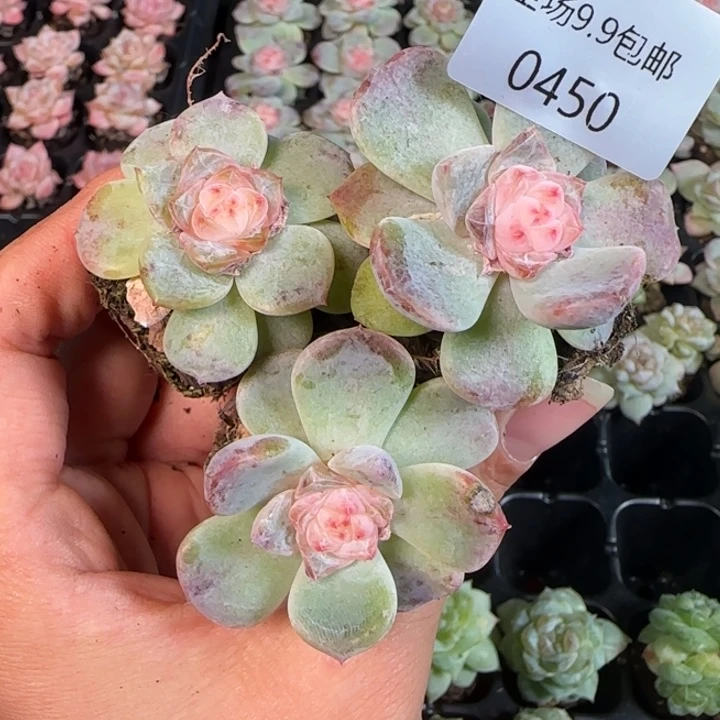 优选谈心月影450号