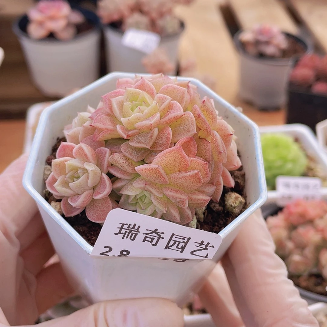 0000000000000018量拍