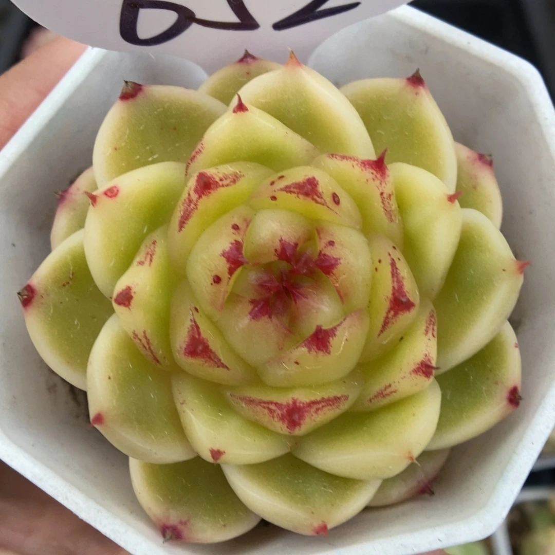 晶晶珍妮可拍652号