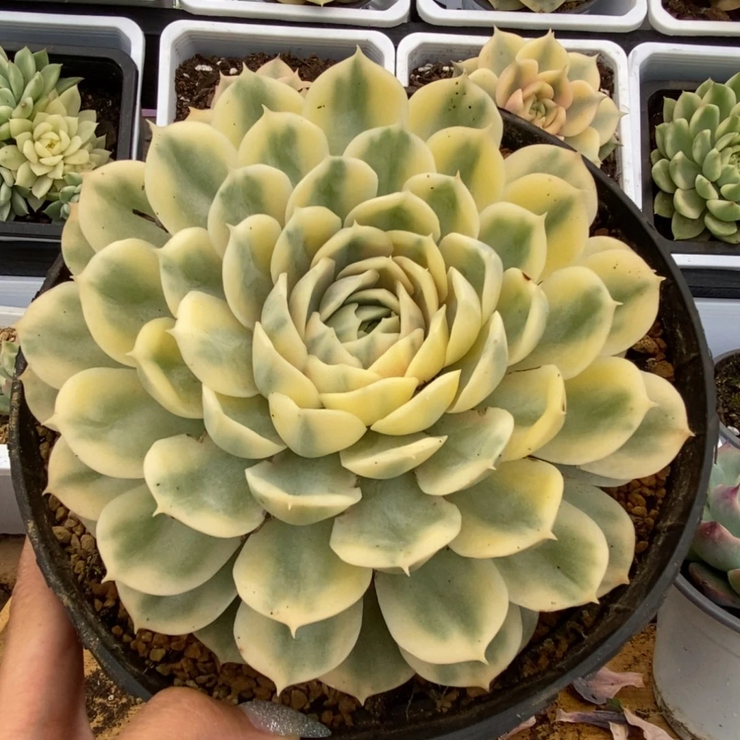 054昂丝诺克锦锦锦锦锦