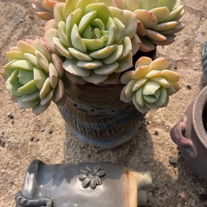 多肉植物多肉植物