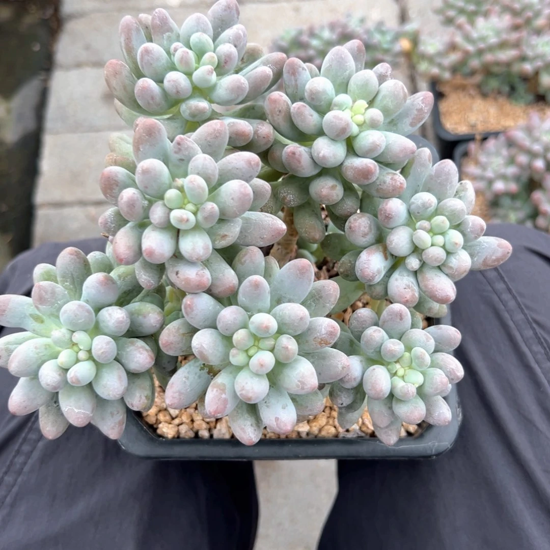 无花朵桃花奶111111111111111