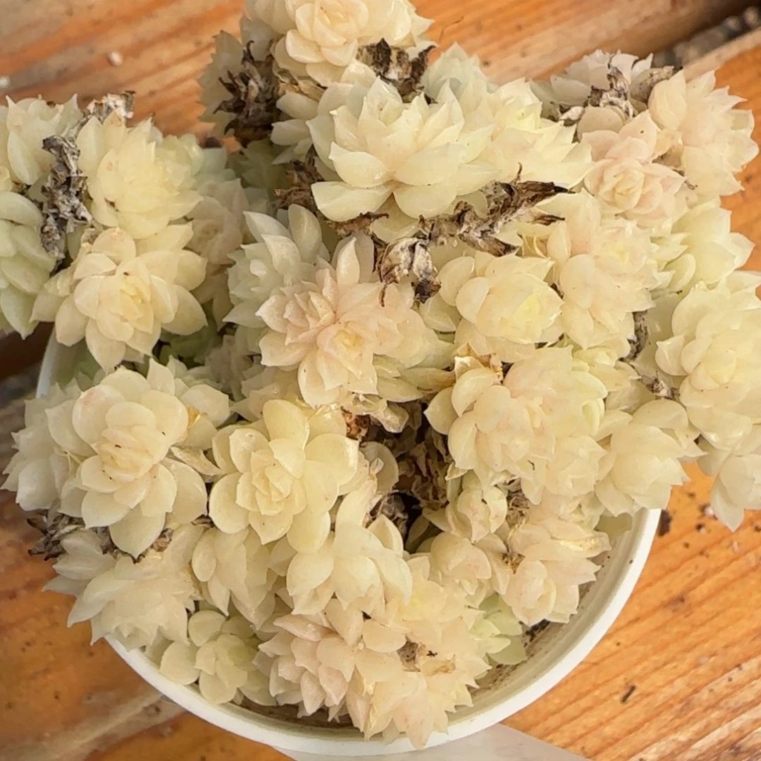 花语逸境0223-236散