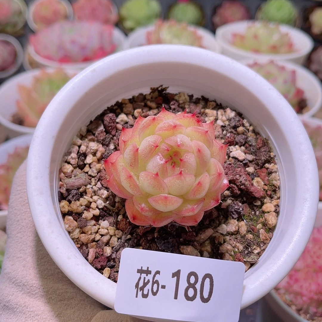 花利美6-180海王单头