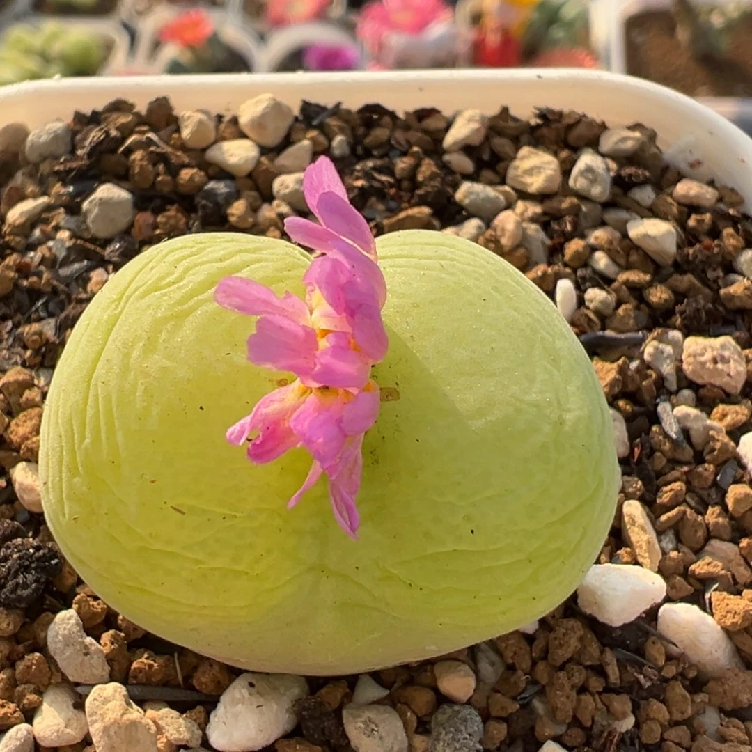 301多肉植物翠光母本