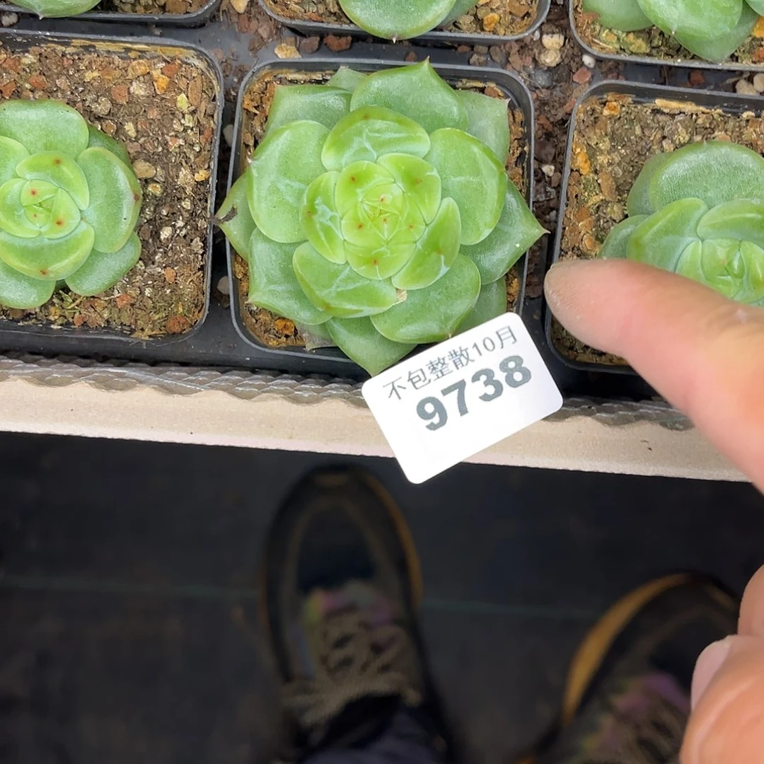 阿雅园艺。       9738寒冰