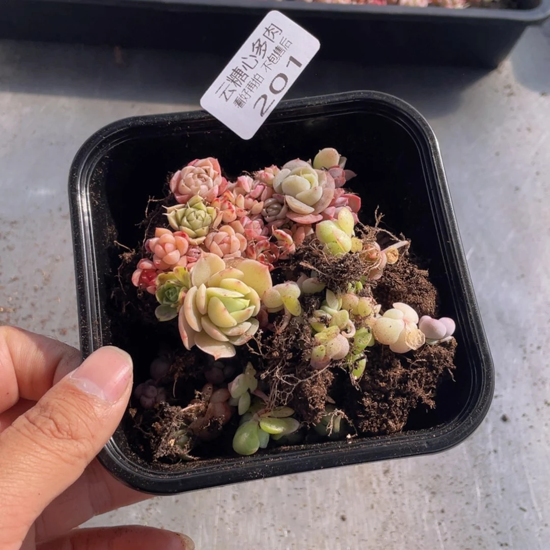 云糖心多肉植物201