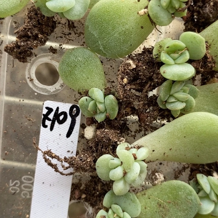 珍妮z109芽苗一个多肉