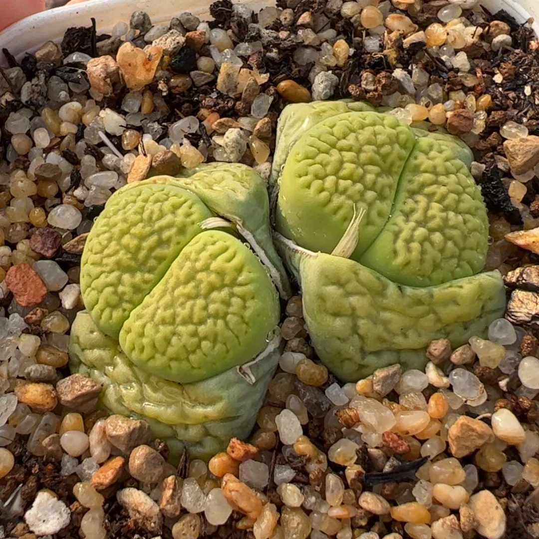 411多肉植物组合