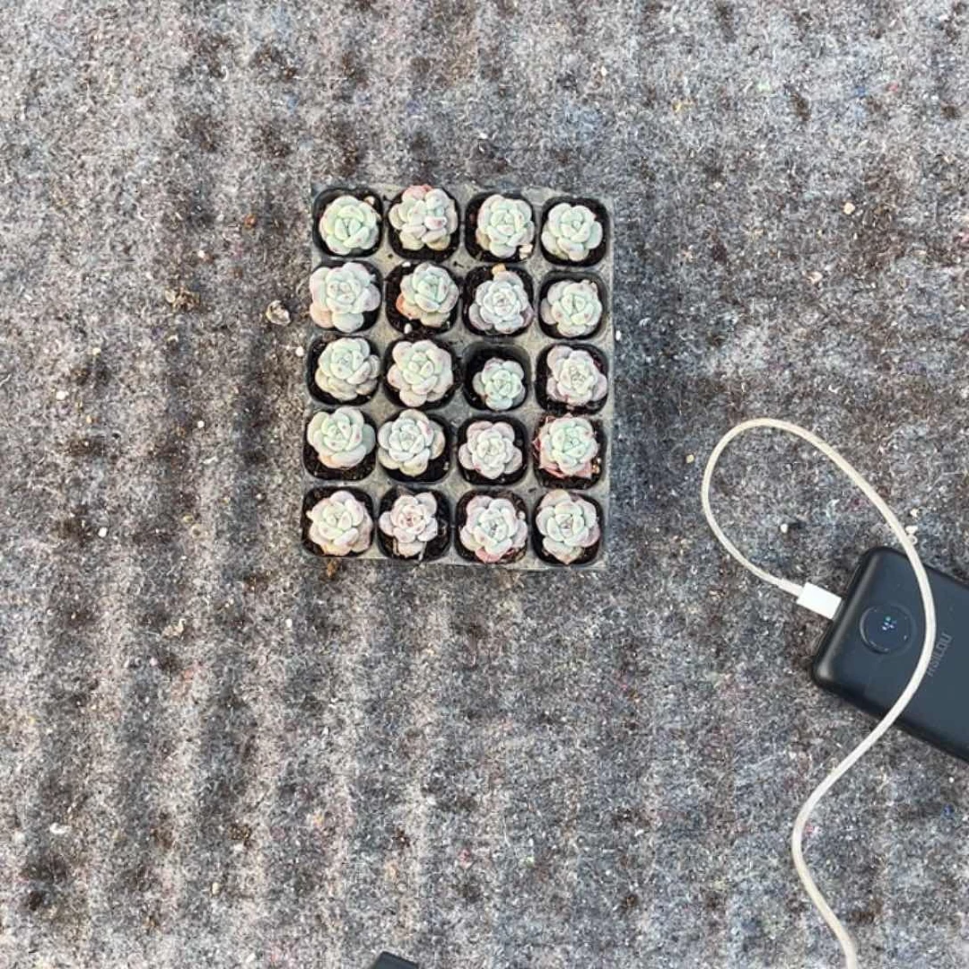 影穴盘苗20棵多肉植物