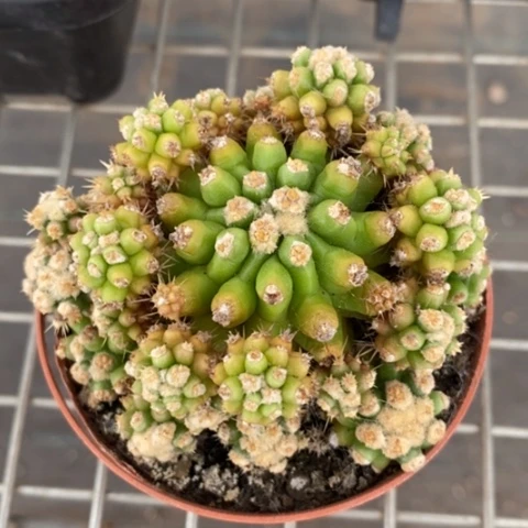金虎泉群8仙人球