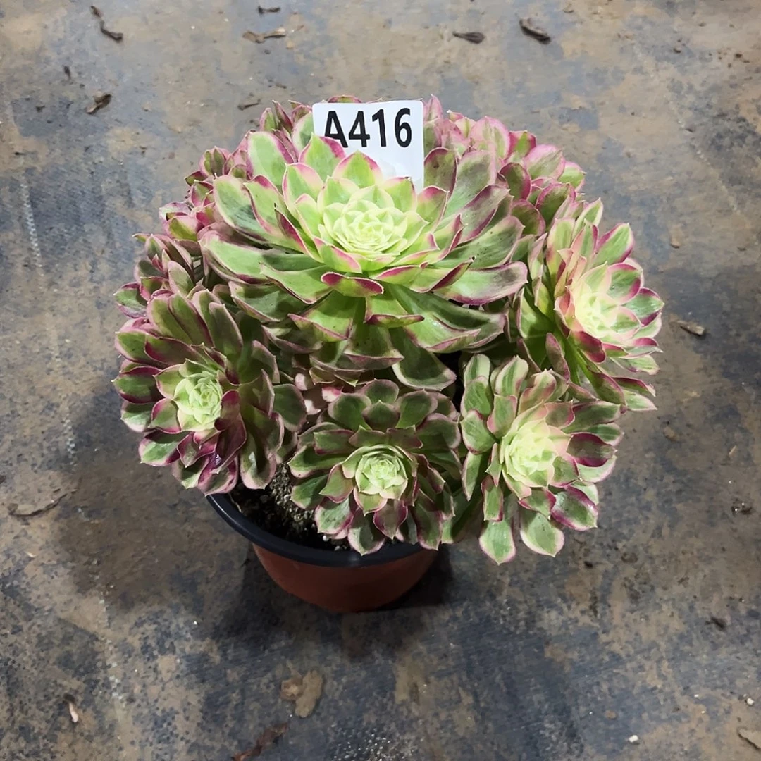 多肉植物孔雀翎416多肉