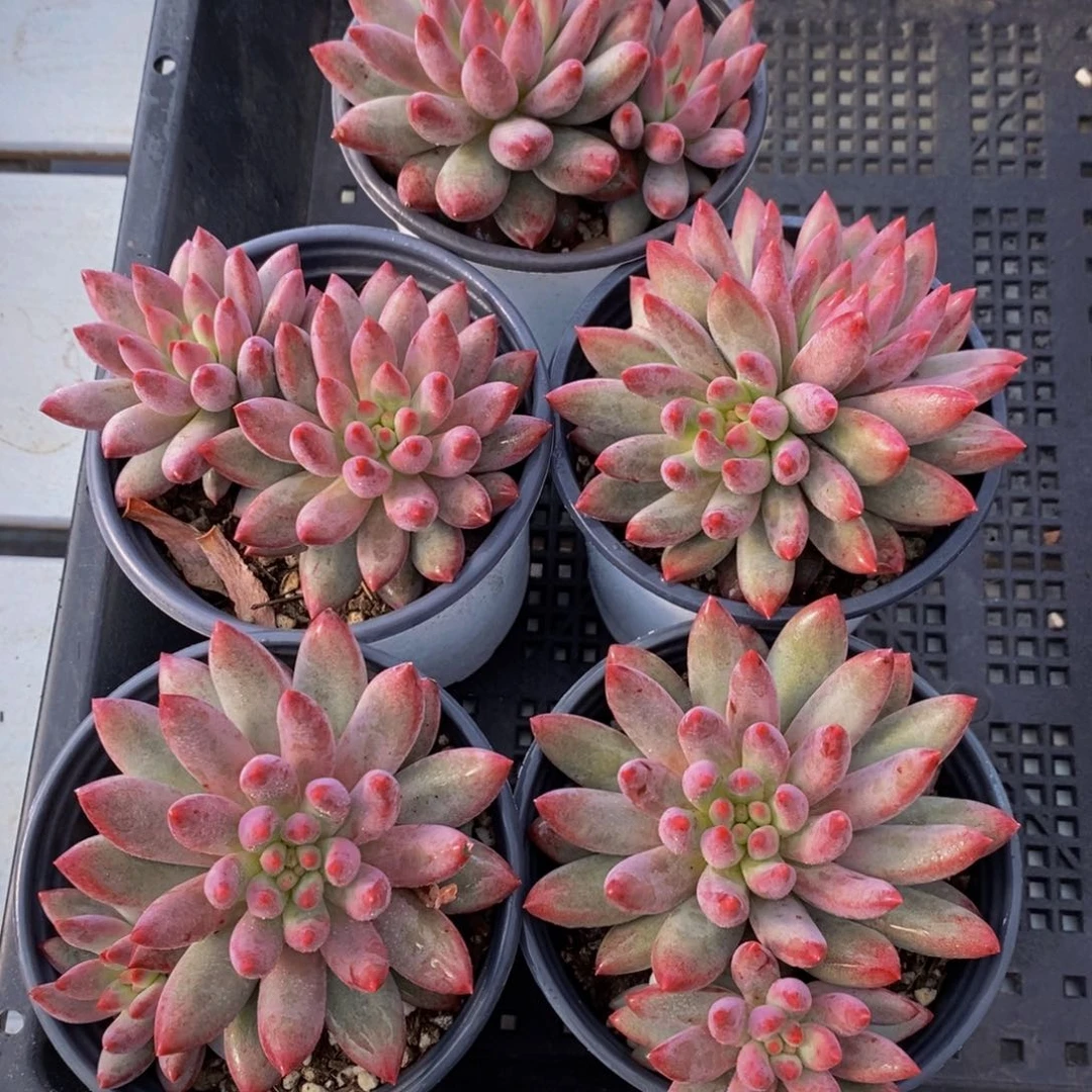 73-全状态精品彩体虞美人双头一个