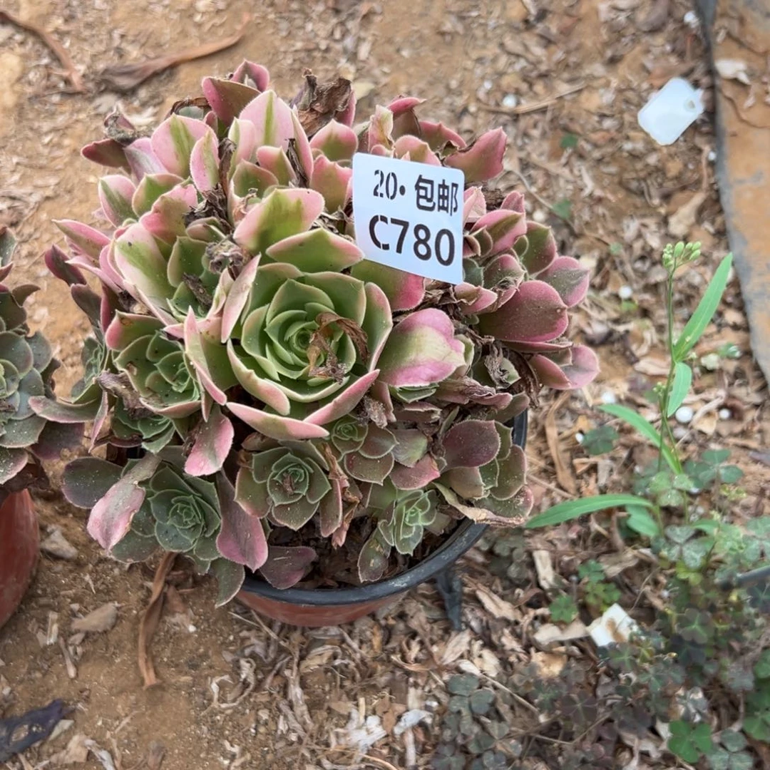 780香妃，满20包邮