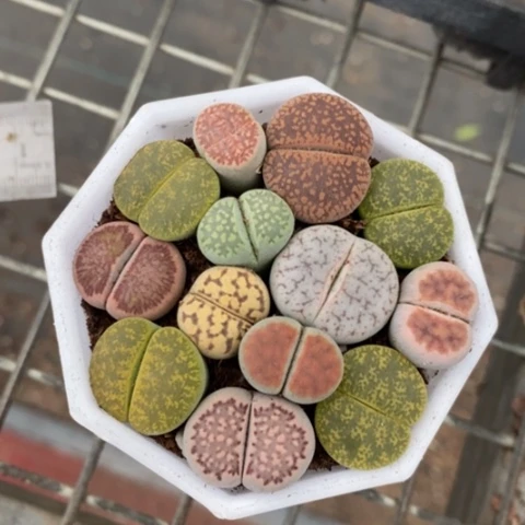 生石花群7仙人球