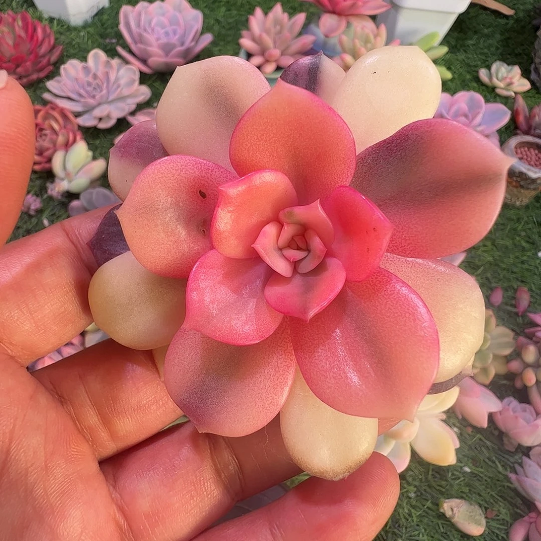 s***w多肉植物多肉植物