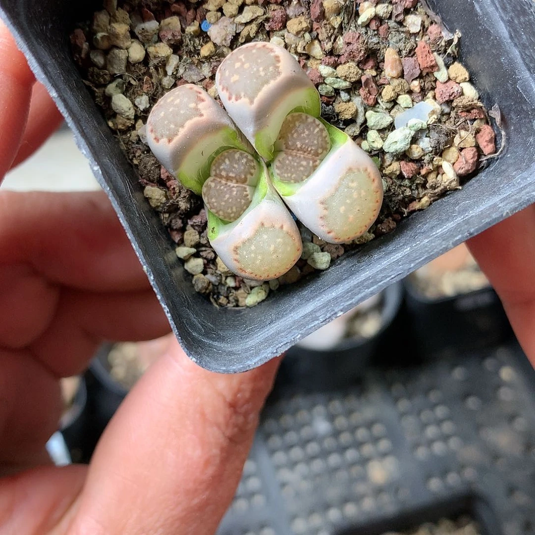 D213多肉植物保护研究所