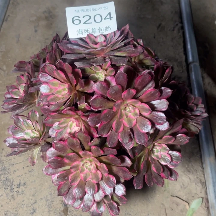 6204霁月的人多肉的