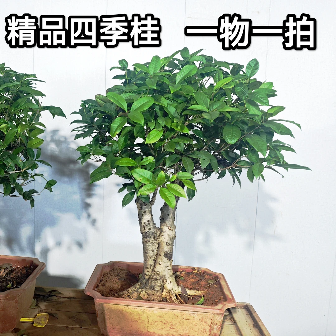 老山桂老桩 桂花树苗