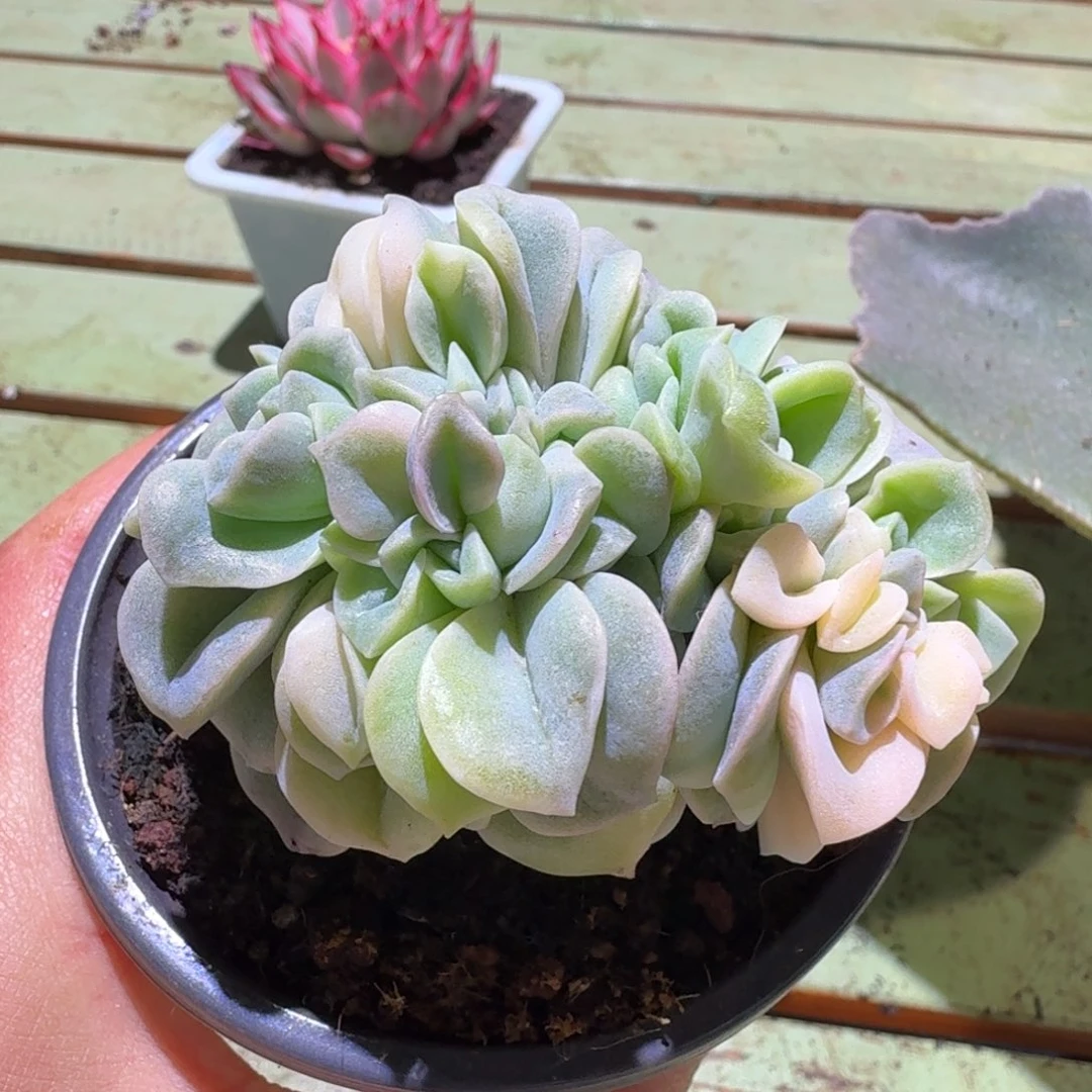 可爱玫瑰锦缀，锦上园艺一物一拍