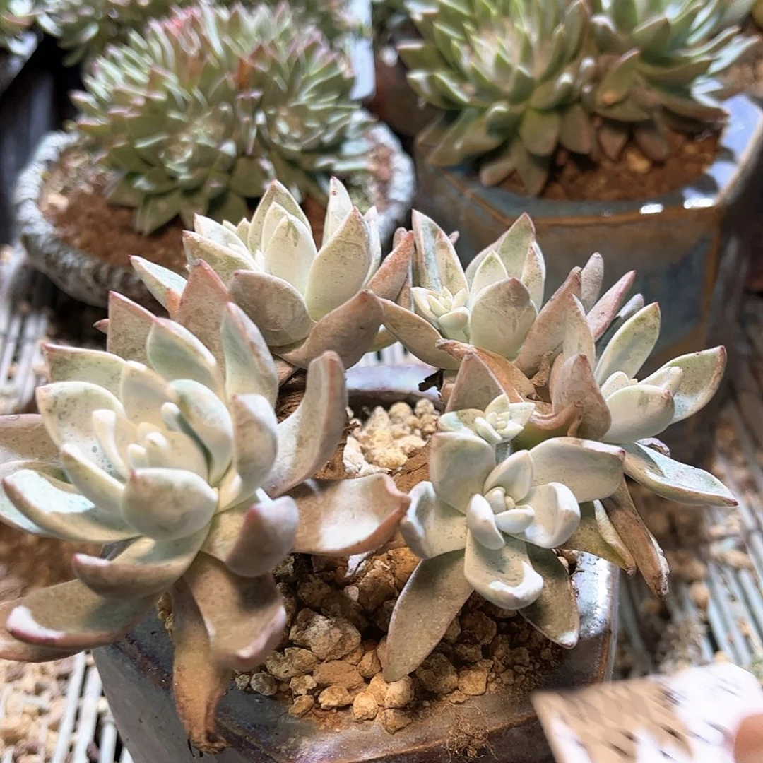 9092泡芙仙女杯多肉