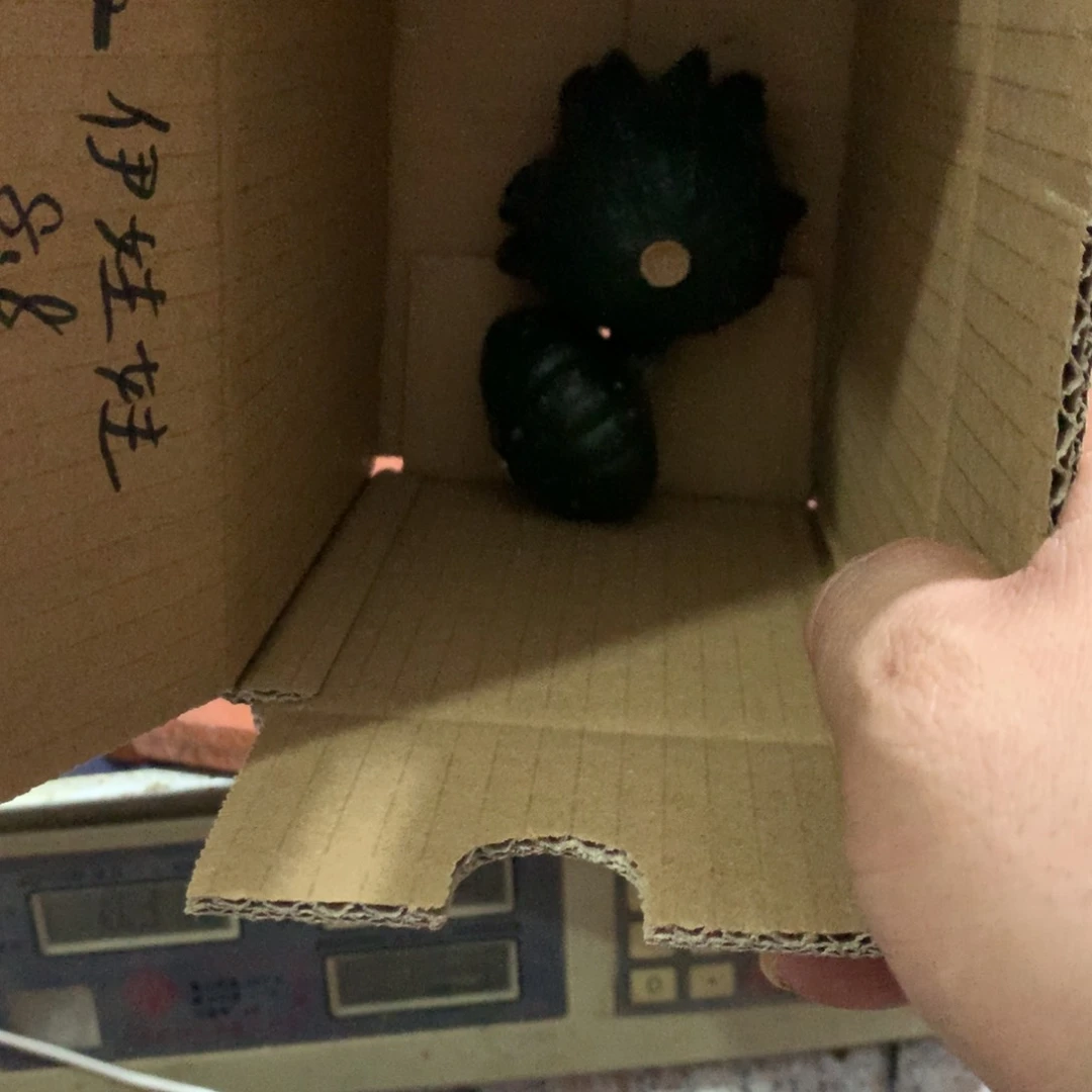 伊**?墨西哥葫芦！！！！！