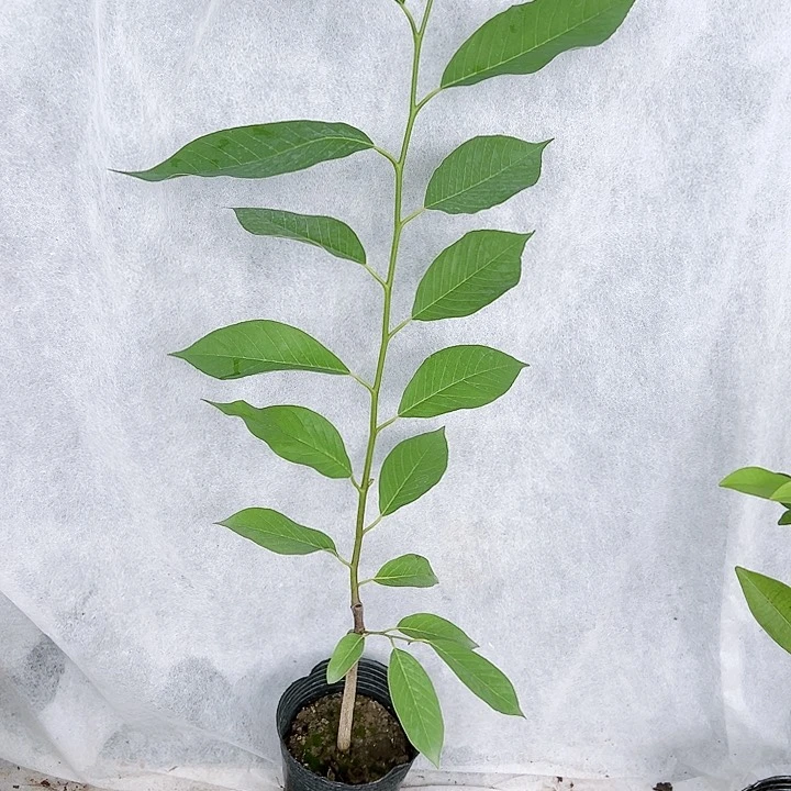 羊羔毛理****的246889999999