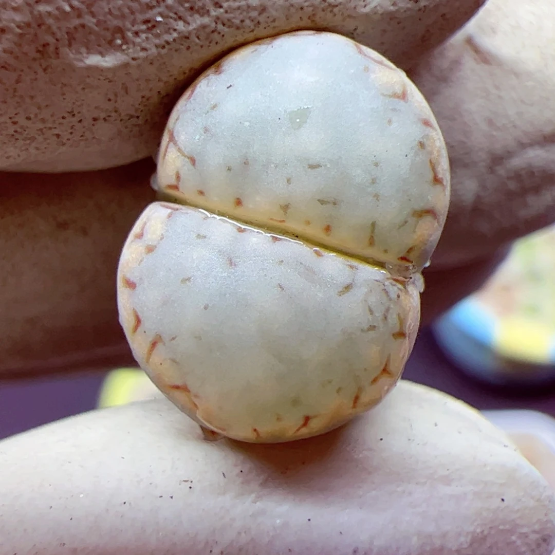 格*116 优秀的肉肉5号