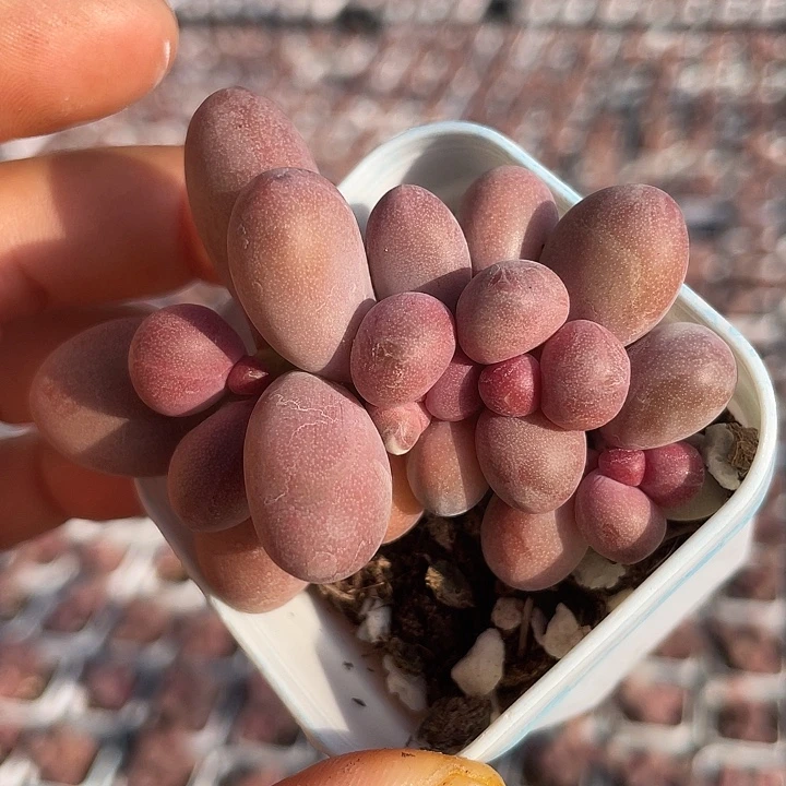 一物一拍满18包邮