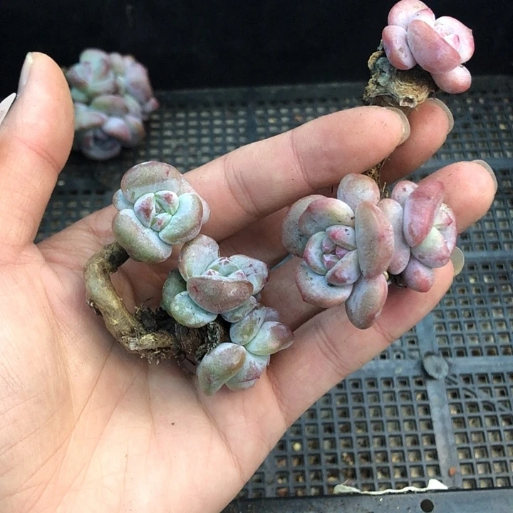星影石榴籽福利出咯 034