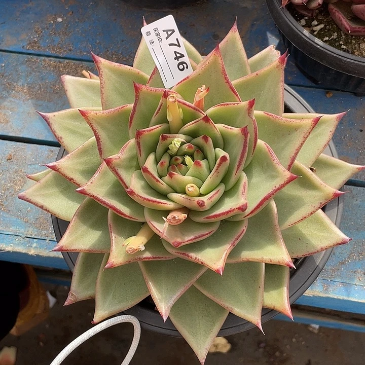 若如东云单拍A746