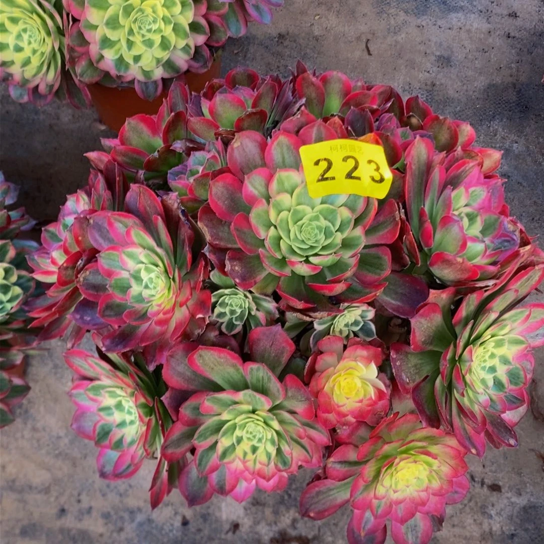 小*多肉000223孔雀翎