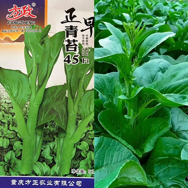 菜心正早45青菜苔种子早熟秋播淡绿色苔菜种子口感味甜脆大田种植